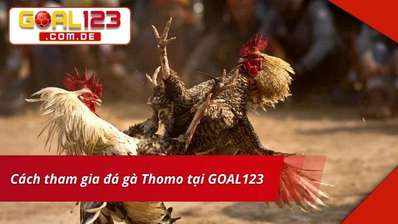 Đá Gà Thomo GOAL123: Cá Cược Cùng Trường Gà Siêu Uy Tín 4 Tân thủ tham gia cược Đá Gà Thomo siêu đơn giản