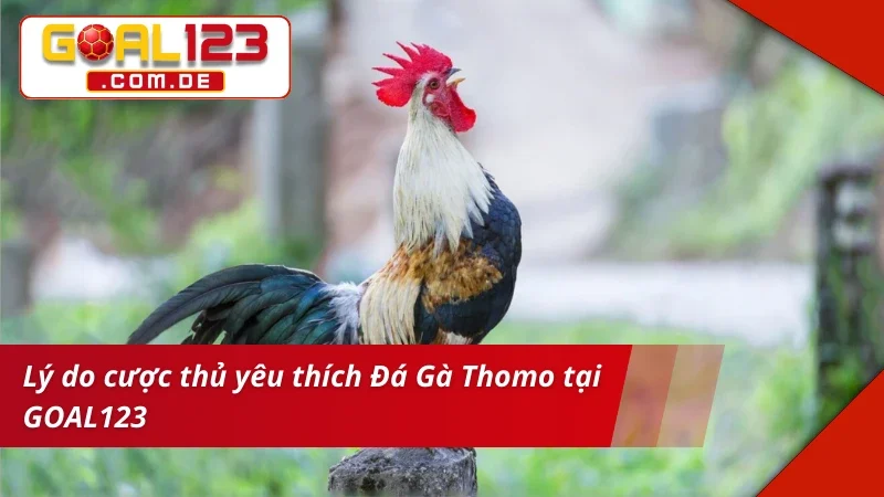 Đá Gà Thomo GOAL123: Cá Cược Cùng Trường Gà Siêu Uy Tín 5 Trải nghiệm bùng nổ cùng siêu phẩm Đá Gà Thomo