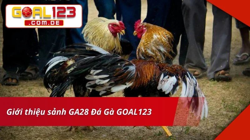 GA28 Đá Gà GOAL123 – Sảnh Cược Chất Lượng Xem Live Siêu Nét 2 Đôi nét về sảnh GA28 Đá Gà tại nhà cái